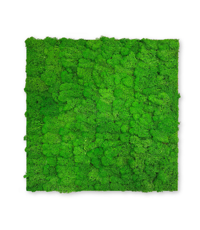 10001 Preserved Moss Panel