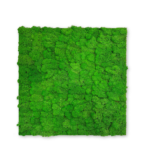 10001 Preserved Moss Panel