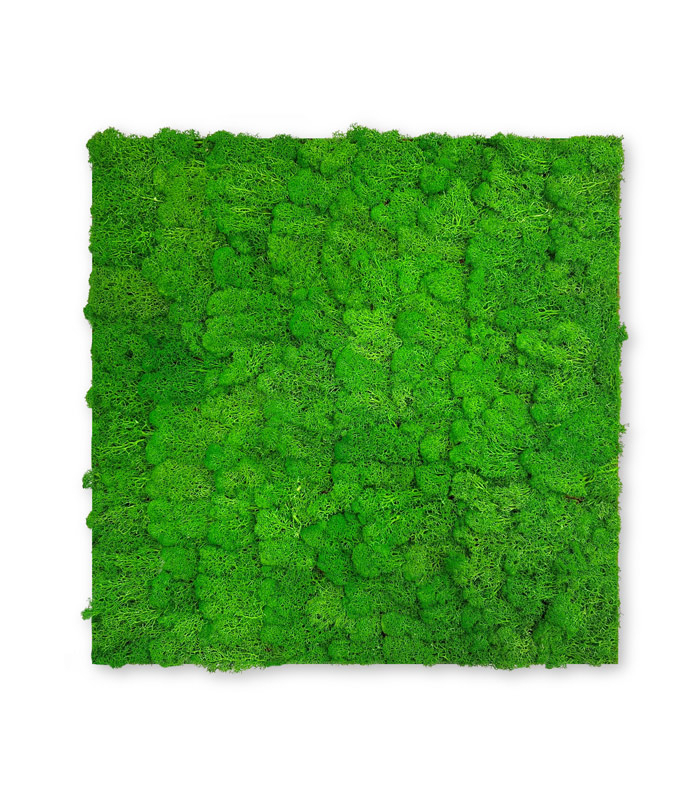 10001 Preserved Moss Panel