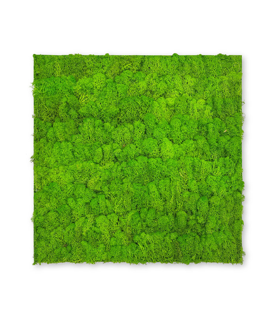 10001 Preserved Moss Panel