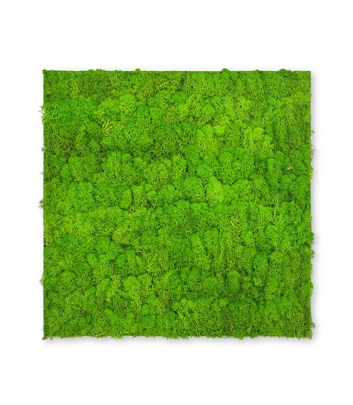 10001 Preserved Moss Panel