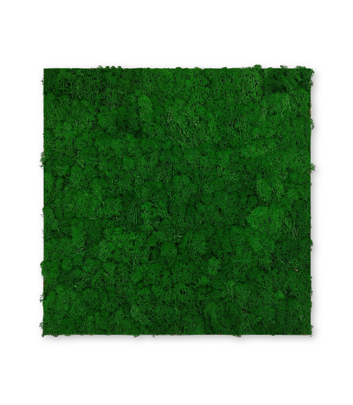 10001 Preserved Moss Panel