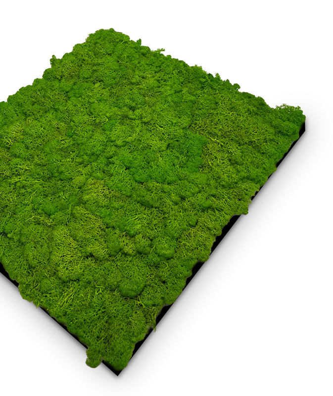 10001 Preserved Moss Panel